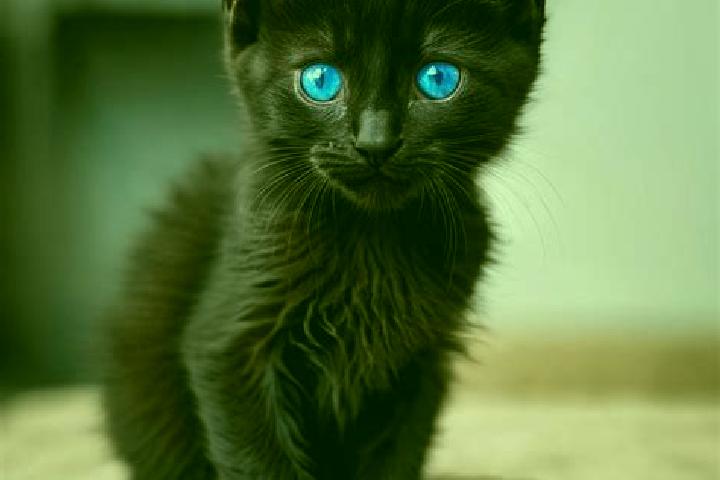 Avery, 24, a black blue-eyed mediterranean companion based in Gbangbegouine. Offering Dinner Date, OWO, Girlfriend Experience. Available for incall and outca...