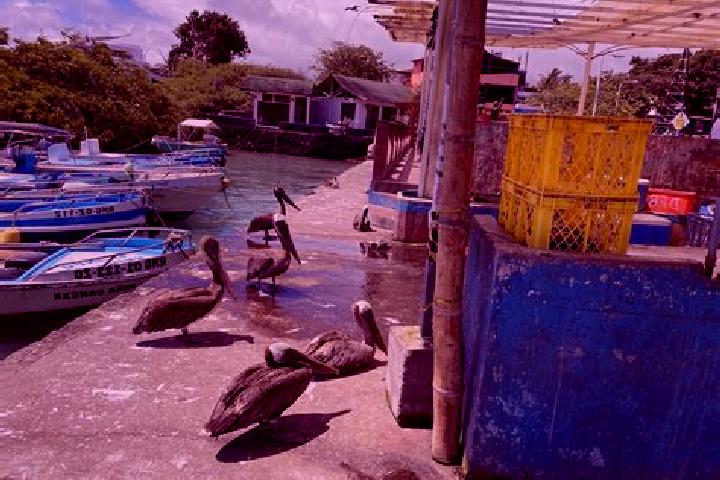 Avery, 25 — Escort in Puerto Ayora, Ecuador