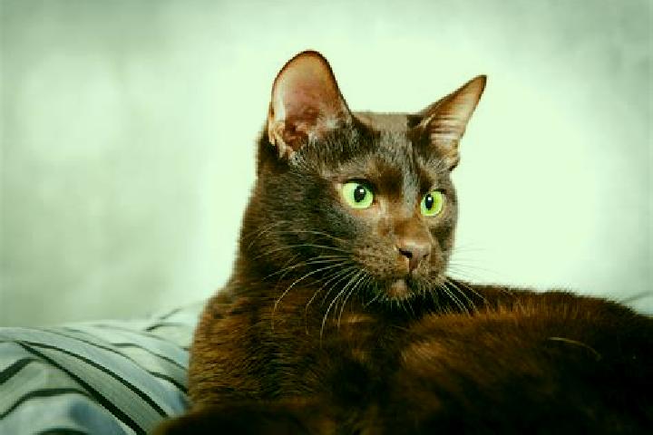 Avery, 27, a black brown-eyed mixed companion based in Bark. Offering Deep French Kissing, Couples, OWO, Roleplay. Available for incall and outcall, day and ...