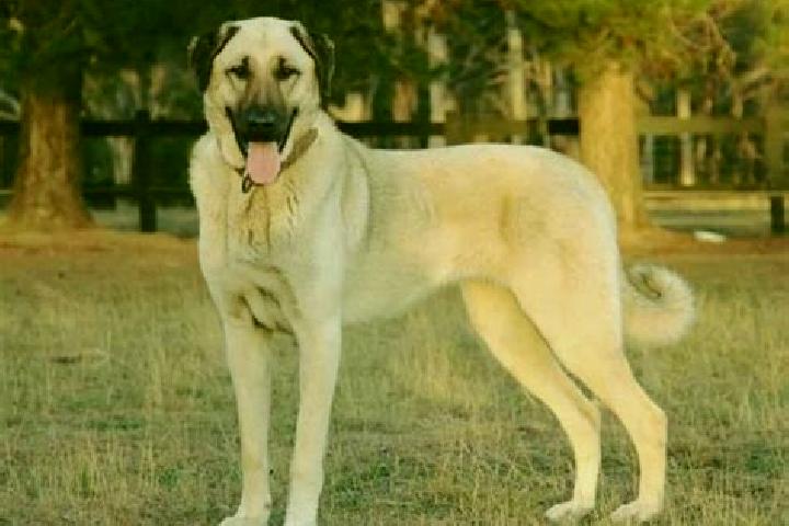 Avery, 30 — Escort in Kangal, Turkey