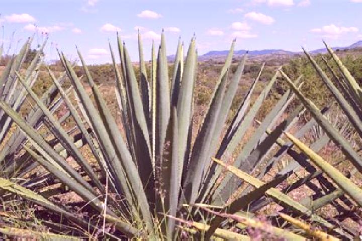 Avery, 30 — Escort in Los Magueyes, Mexico