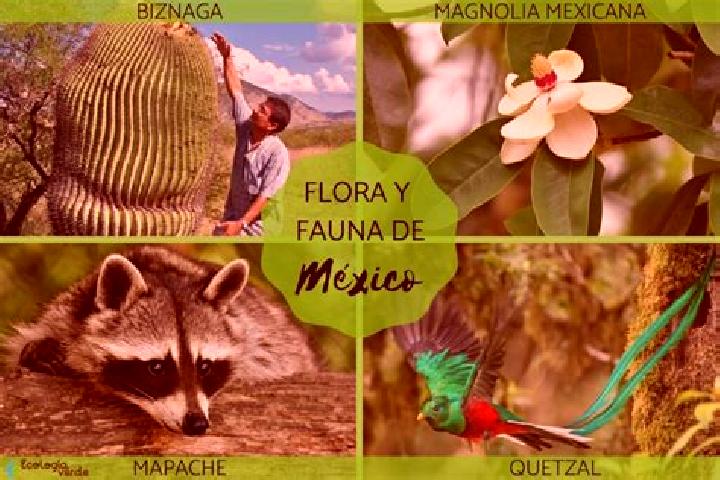 Avery, 32 — Escort in Eloxochitlan de Flores Magon, Mexico