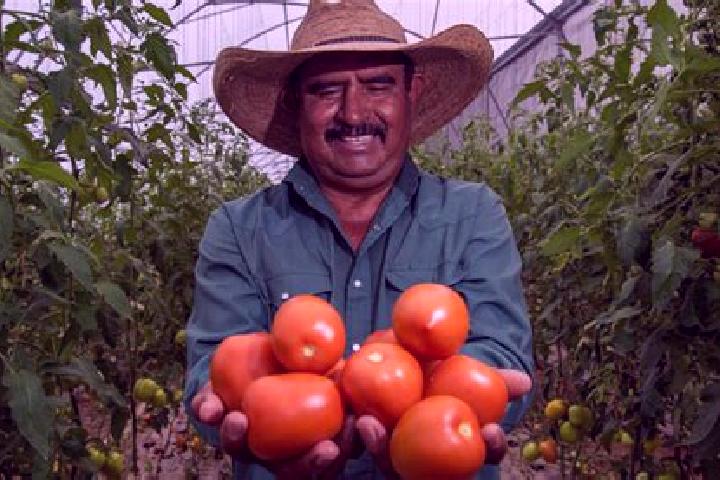 Avery, 35 — Escort in Agronomos Mexicanos, Mexico