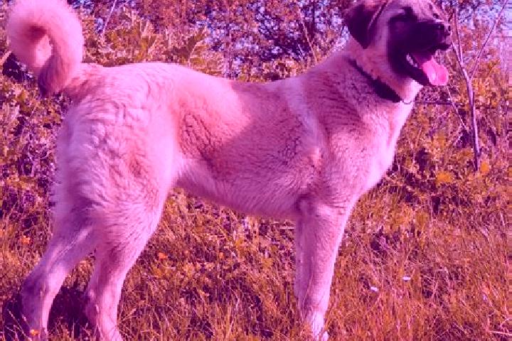 Avery, 35 — Escort in Kangal, Turkey