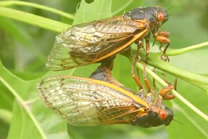 Chloe, 20 — Escort in Cicadas, Indonesia