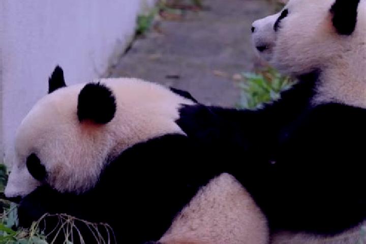 Chloe, 21 — Escort in Heishui, China