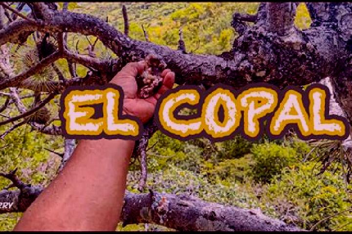 Chloe, 21 — Escort in Naranjito de Copal, Mexico