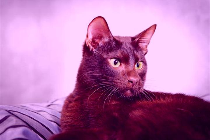 Chloe, 24, a black brown-eyed caribbean companion based in Provodov. Offering Prostate Massage, Domination, A-Level, Fetish. Available for incall and outcall...