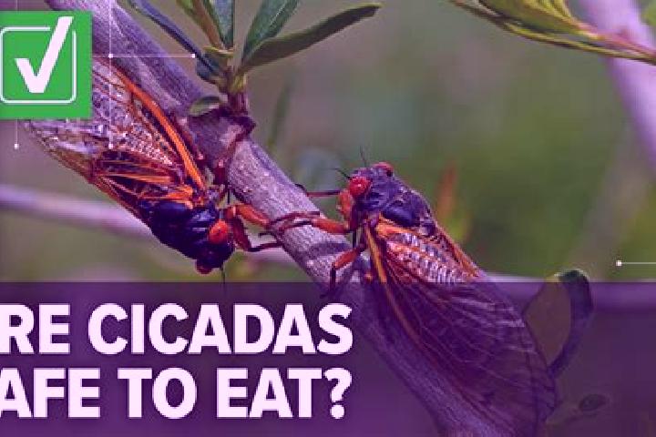Chloe, 27 — Escort in Cicadas, Indonesia