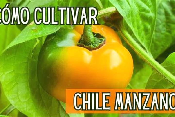 Chloe, 27 — Escort in Joaquin Miguel Gutierrez (El Manzano), Mexico