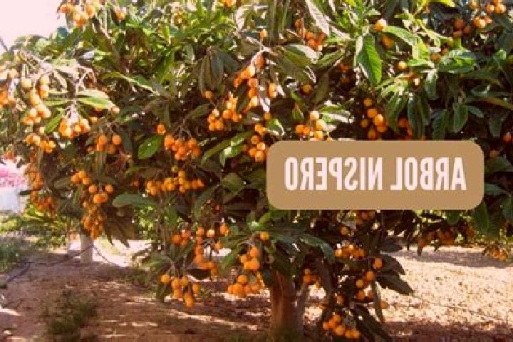 Chloe, 29 — Escort in El Nispero, Honduras