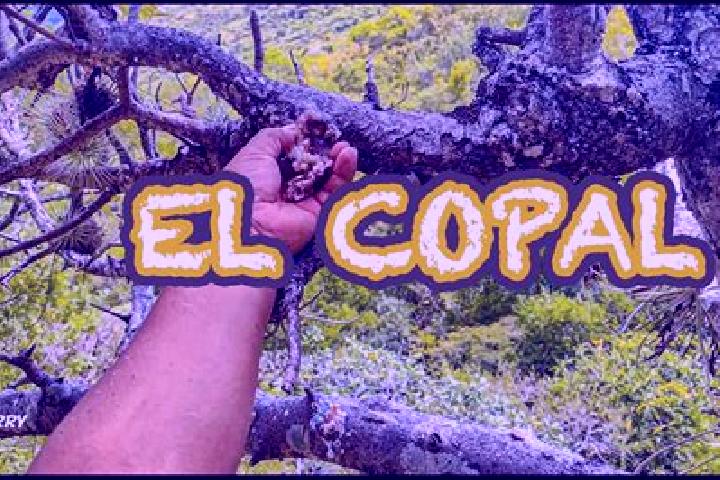 Chloe, 35 — Escort in Naranjito de Copal, Mexico
