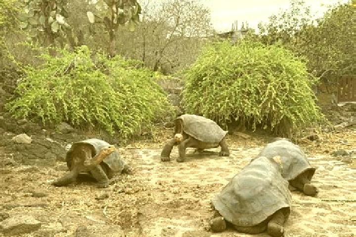 Chloe, 37 — Escort in Galapagos, Spain