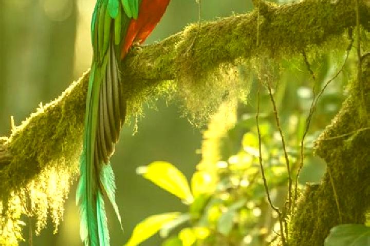 Chloe, 38 — Escort in El Quetzal, Guatemala