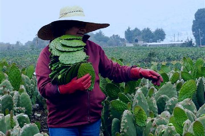 Clara, 23 — Escort in Nopalera, Mexico