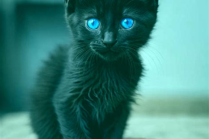 Clara, 25, a black blue-eyed mediterranean companion based in Jasa. Offering Tantra, Girlfriend Experience, Fetish. Available for incall and outcall, overnig...