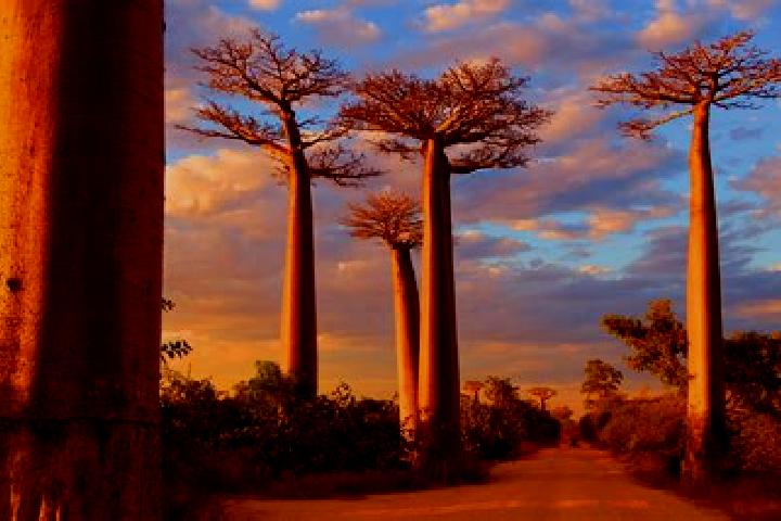 Clara, 35 — Escort in Morondava, Madagascar