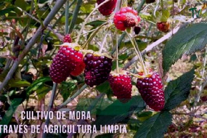 Clara, 36 — Escort in Las Moras, Mexico