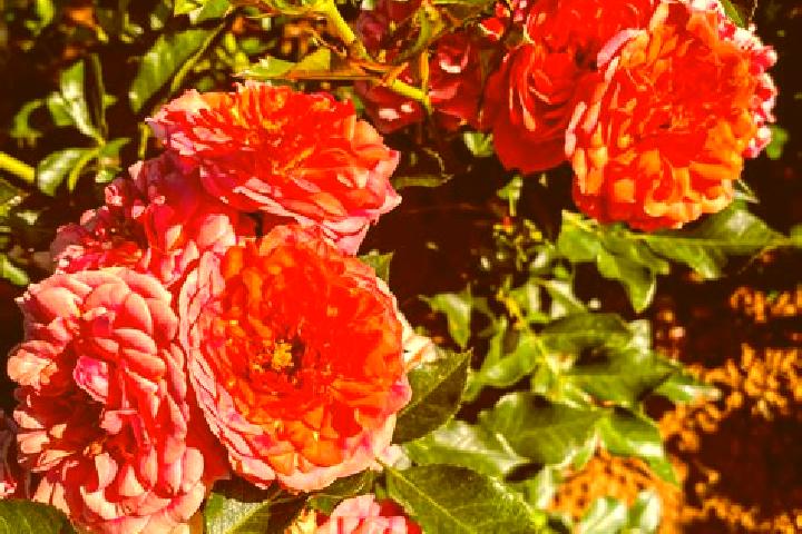 Clara, 38 — Escort in Penfield, Australia