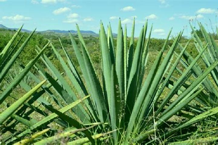 Eleanor, 20 — Escort in Ahueyahualco, Mexico