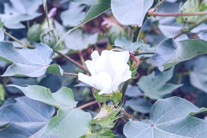 Eleanor, 24 — Escort in Cotton Plant, United States