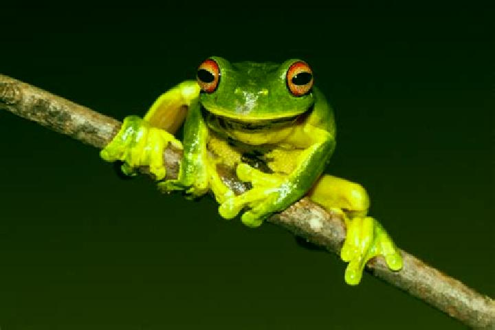 Eleanor, 28, a chestnut green-eyed caribbean companion based in Elven. Offering Fetish, Girlfriend Experience, OWO, Overnight, Striptease. Available for inca...