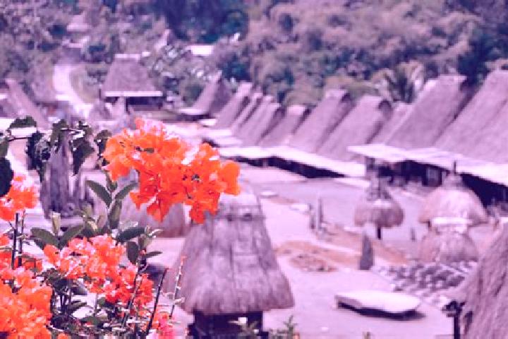 Eleanor, 28 — Escort in Bajawa, Indonesia