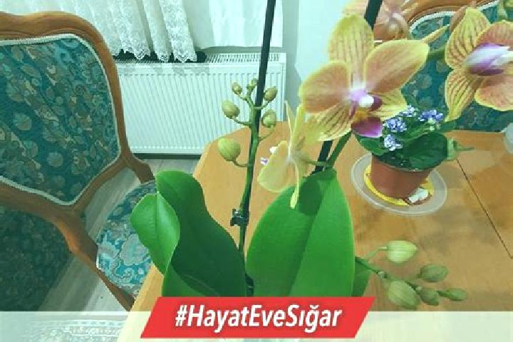 Eleanor, 37 — Escort in Ayvazlar, Turkey