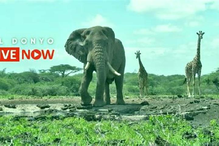 Eleanor, 39 — Escort in Ol Donyo, Kenya
