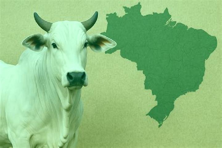 Elizabeth, 27 — Escort in Peixe-Boi, Brazil