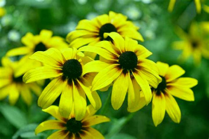 Elizabeth, 28, a black dark-eyed asian companion based in Iztapa. Offering Dinner Date, Massage, Overnight, Tantra. Available for incall and outcall, overnig...
