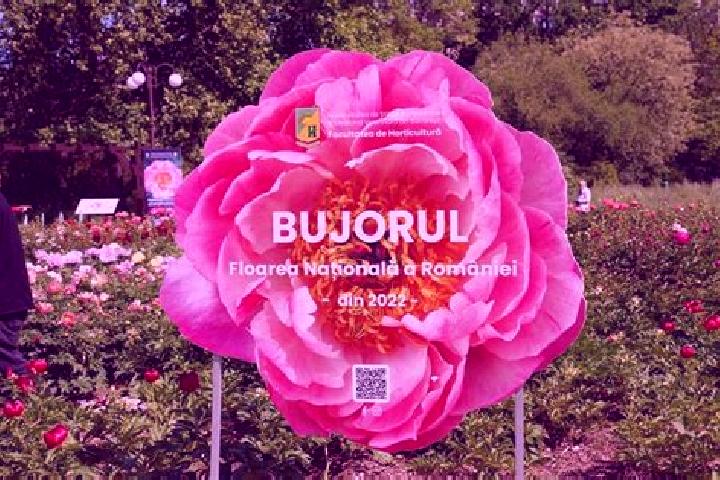 Elizabeth, 32 — Escort in Targu Bujor, Romania