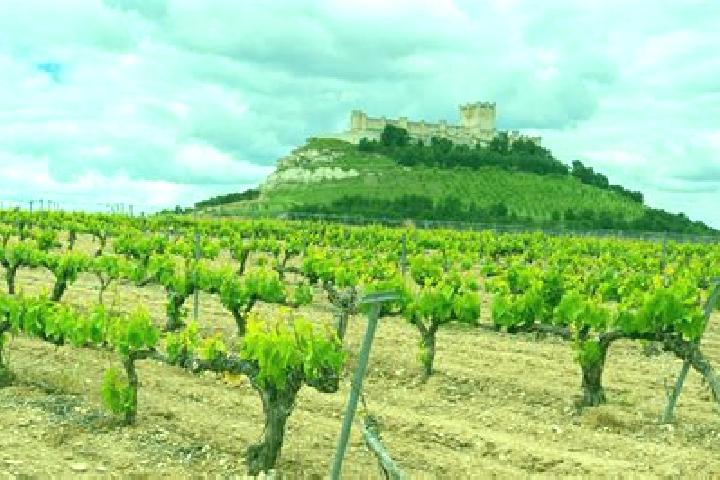 Elizabeth, 35 — Escort in Langa de Duero, Spain