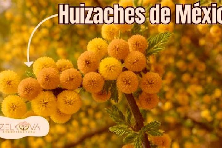 Elizabeth, 36 — Escort in Entronque de Matehuala (El Huizache), Mexico