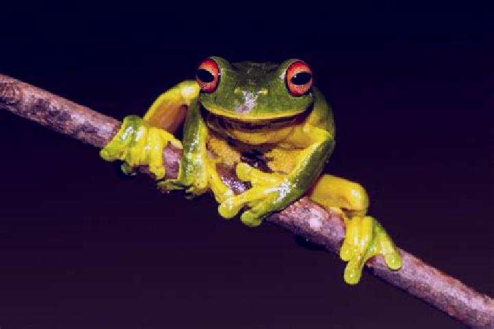 Elizabeth, 37, a red green-eyed mediterranean companion based in Kepeg Satu. Offering BDSM, Tantra, Striptease. Available for incall and outcall, day and eve...