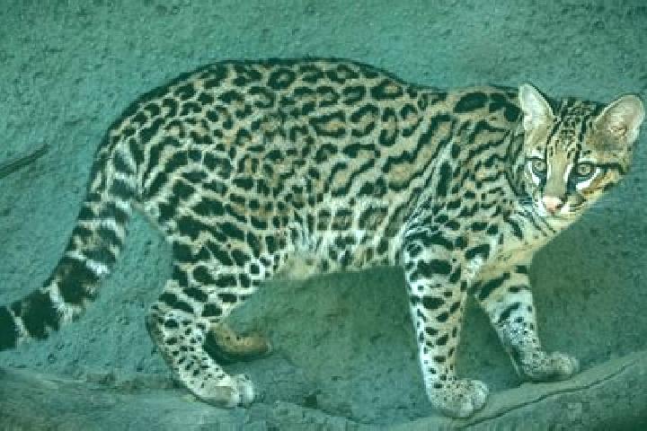 Elizabeth, 37 — Escort in Ocelota, Mexico