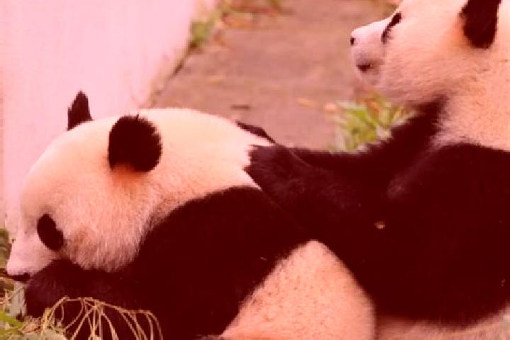 Elizabeth, 38 — Escort in Heishui, China