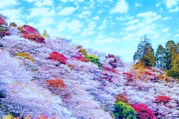 Ella, 26 — Escort in Obara, Japan