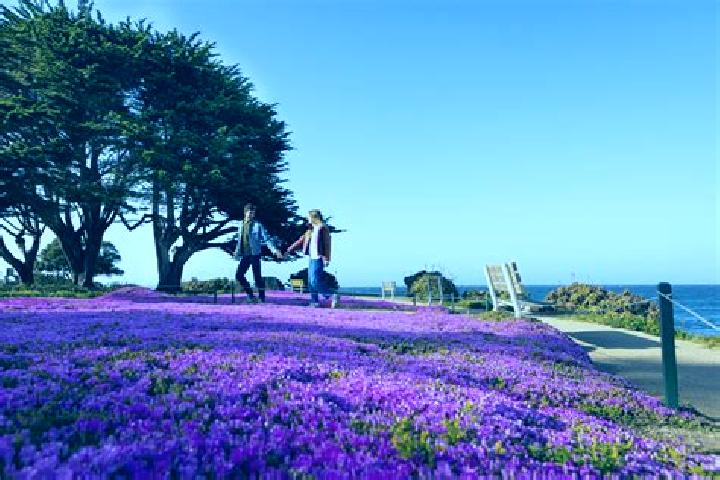 Ella, 26 — Escort in Pacific Grove, United States