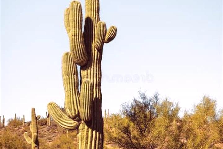 Ella, 31 — Escort in Cactus Flat, United States