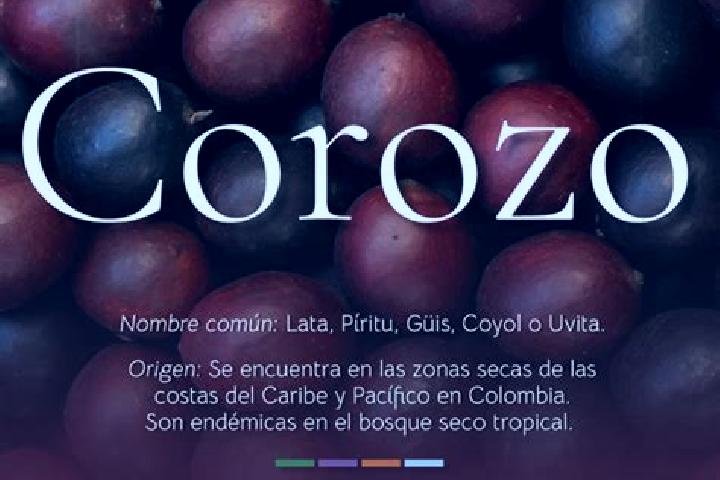 Ella, 31 — Escort in El Corozo, Venezuela