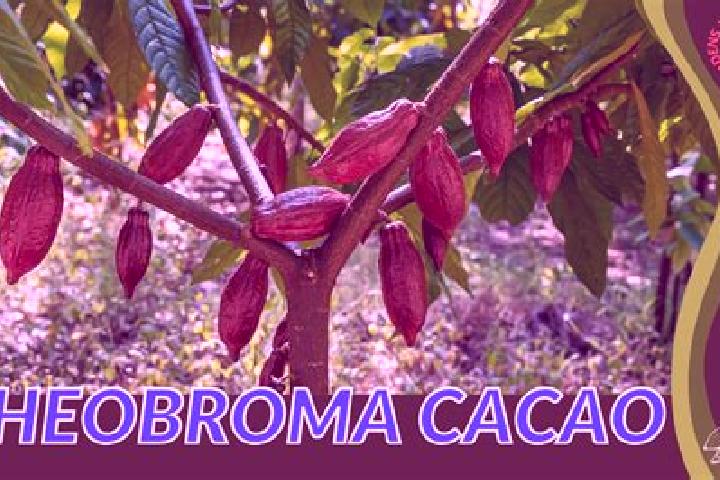 Ella, 31 — Escort in Theobroma, Brazil