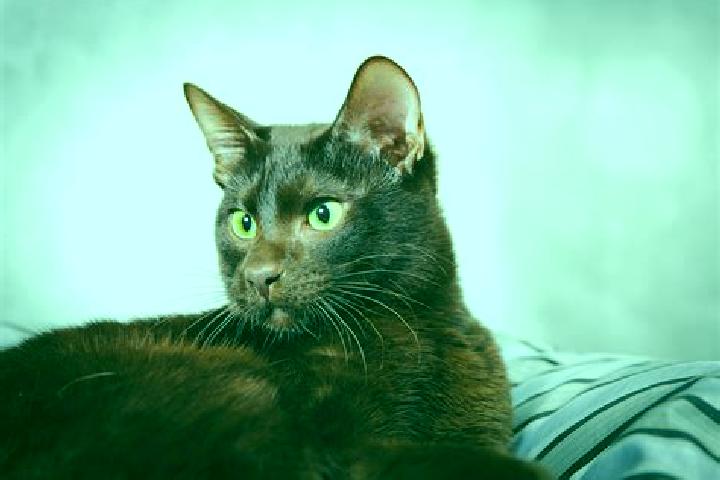 Ella, 32, a black brown-eyed european companion based in Zuolan. Offering CIM, Duos, Overnight, A-Level. Available for incall and outcall, day and evening da...