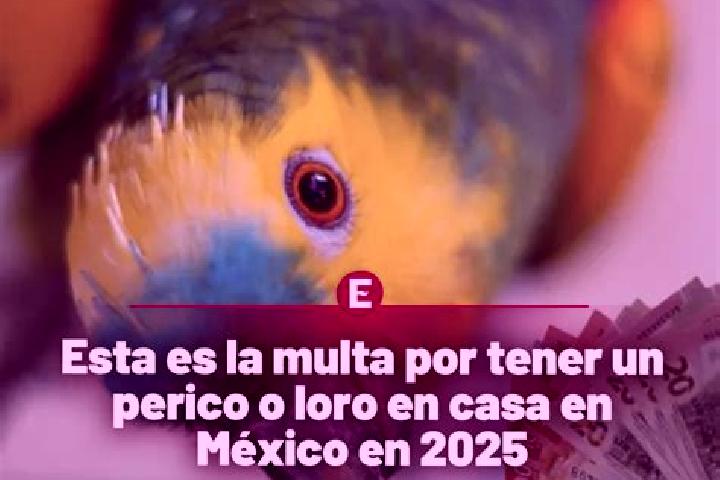 Ella, 38 — Escort in El Perico, Mexico