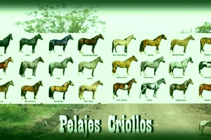 Ella, 38 — Escort in Puerto General Nicolas Bravo (Filo de Caballos), Mexico