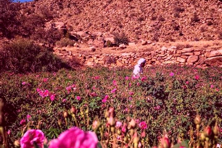 Ellie, 22 — Escort in Ash Shafa, Saudi Arabia