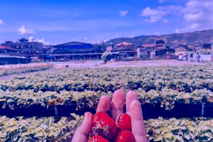 Ellie, 22 — Escort in Naka-kawabe, Japan