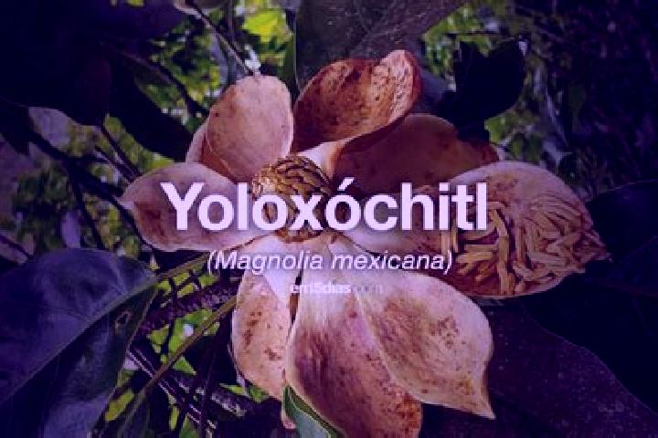 Ellie, 23 — Escort in Yoloxochitl (Santiago Yoloxochitl), Mexico