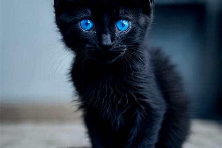 Ellie, 25, a black blue-eyed mediterranean companion based in Crossett. Offering BDSM, Girlfriend Experience, OWO. Available for incall and outcall, day and ...