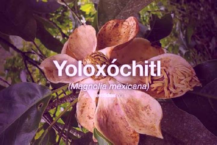 Ellie, 28 — Escort in Yoloxochitl (Santiago Yoloxochitl), Mexico